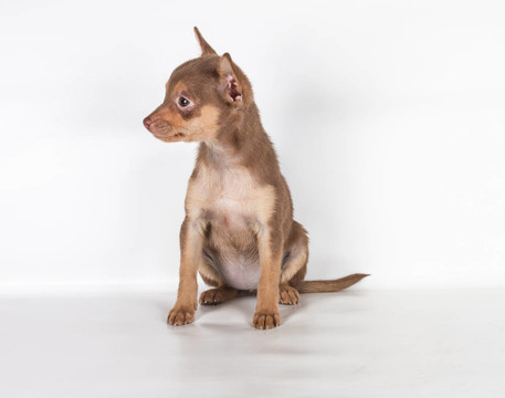 俄羅斯玩具獵犬在白色背景