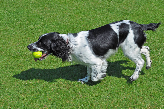 英國史賓格犬