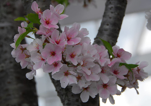 櫻花的花