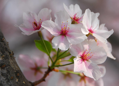 櫻花的花