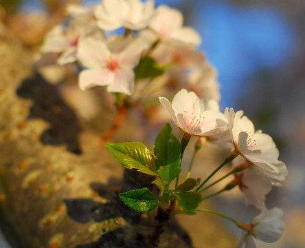 櫻花的花