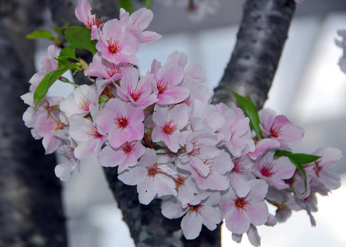 櫻花的花
