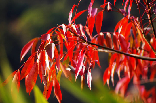 秋天的紅色葉
