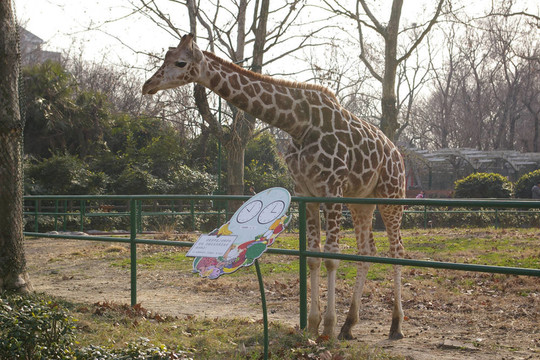 長(zhǎng)頸鹿在動(dòng)物園