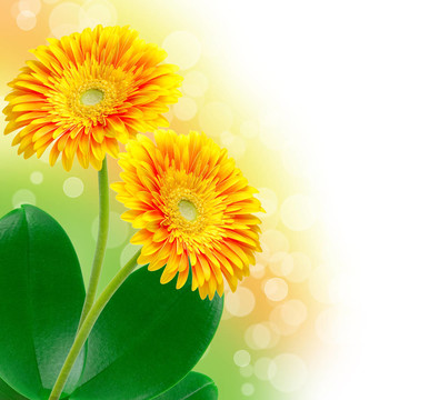 Gerber的花
