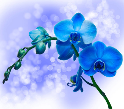蘭花