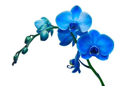 蘭花