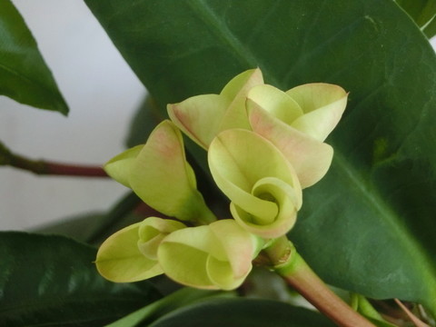 花卉