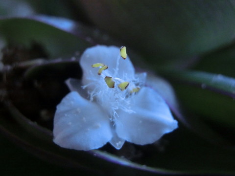 花蕊
