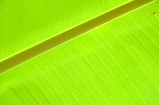 綠色的葉子
