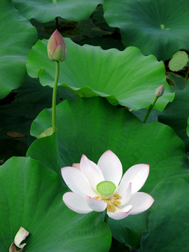亭亭玉立 荷花