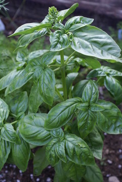 羅勒；一個(gè)草本植物