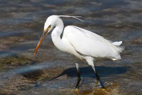 小白鷺（Egretta Garzetta）在沙姆沙伊赫；埃及