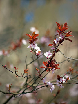 櫻花