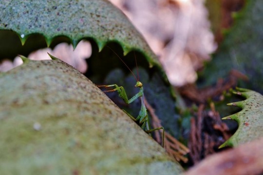 螳螂