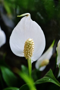 百合花