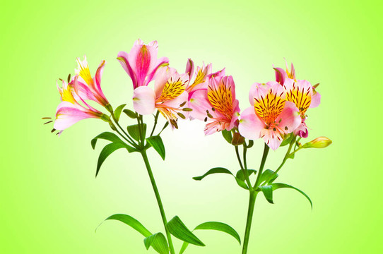漸變背景的彩色百合