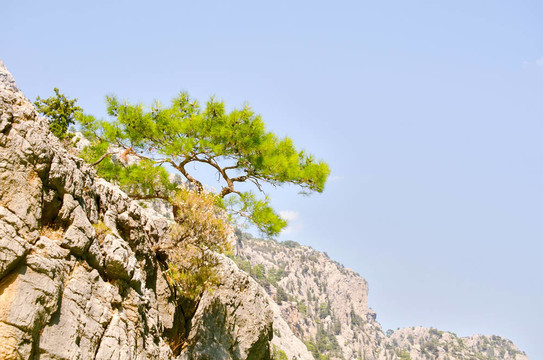 美麗的景色mounttain綠色峽谷