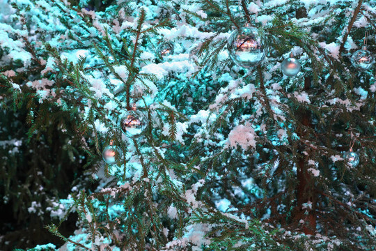 雪覆蓋綠色樹(shù)枝和藍(lán)色球掛在樹(shù)枝上