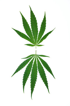 大麻葉