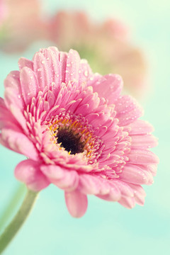 非洲菊