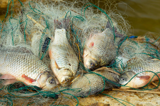 鮮魚鯉魚釣網(wǎng)