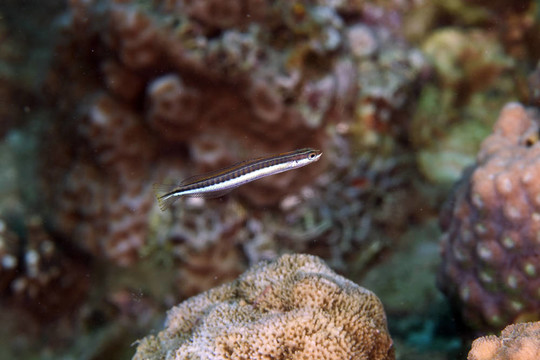 鋼琴fangblenny（Plagiotremus tapeinosoma）在紅海。