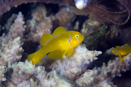 佛手珊瑚蝦虎魚（Gobiodon citrinus）在紅海。