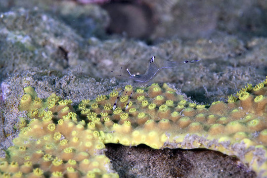 長臂清潔蝦（periclemenes longicarpus）在紅海。