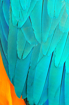 Parrot的羽毛