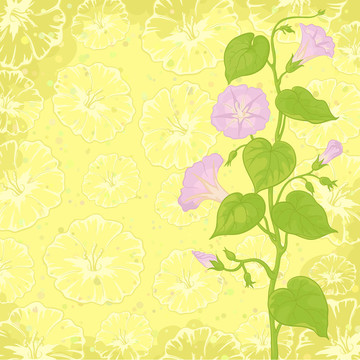 背景flowers Ipomoea