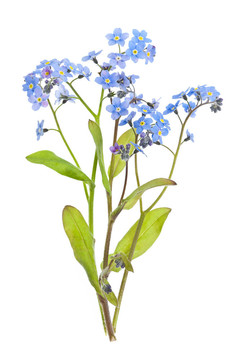 別忘了我不是白色的花