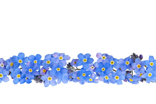 藍(lán)春花緣