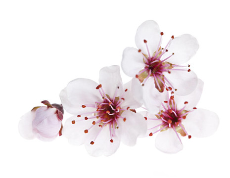 櫻花接近