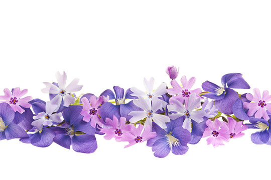 紫色花緣