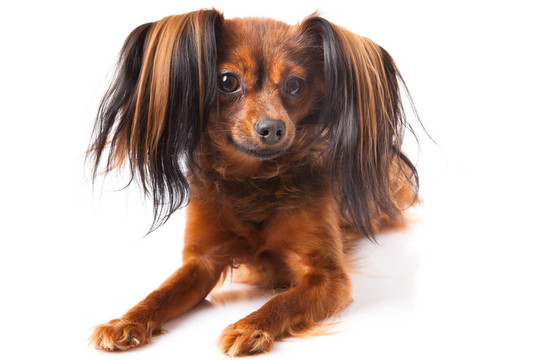 玩具犬。俄羅斯玩具獵犬在白色背景