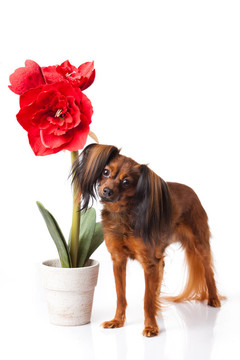 玩具犬。俄羅斯玩具獵犬在白色背景