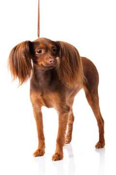 玩具犬。俄羅斯玩具獵犬在白色背景