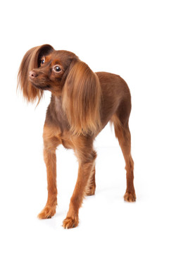 玩具犬。俄羅斯玩具獵犬在白色背景