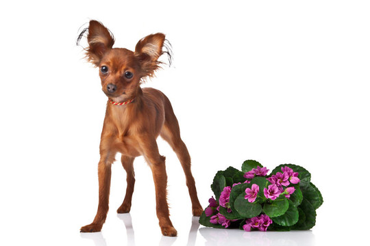 玩具犬。俄羅斯玩具獵犬在白色背景