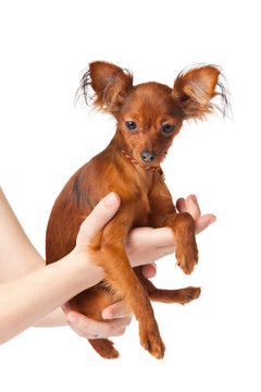 玩具犬。俄羅斯玩具獵犬在白色背景