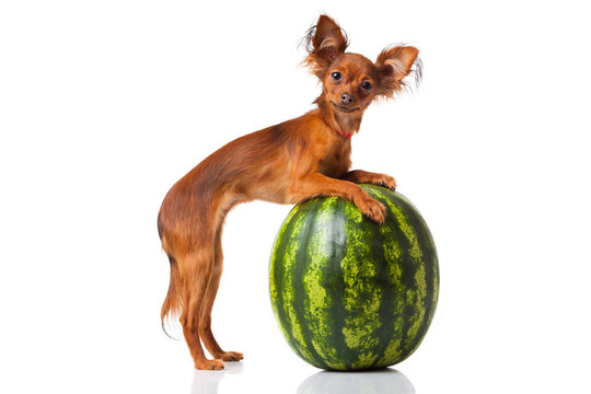 玩具犬。俄羅斯玩具獵犬在白色背景