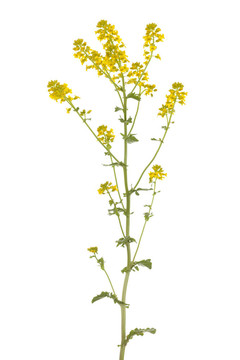 山芥