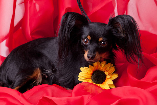 玩具犬。俄羅斯玩具獵犬在白色背景