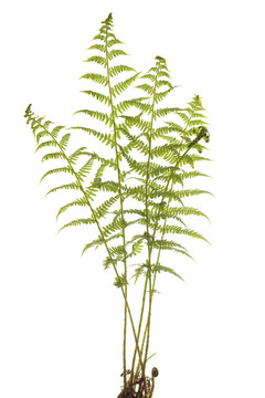 年輕的蕨類植物