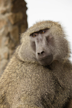 Baboon在肯尼亞