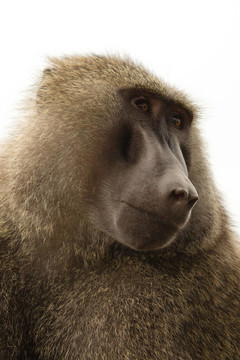 Baboon在肯尼亞