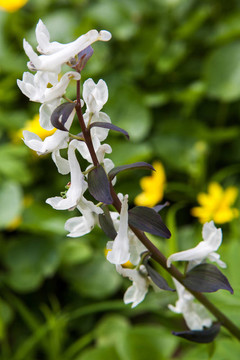 報(bào)春花