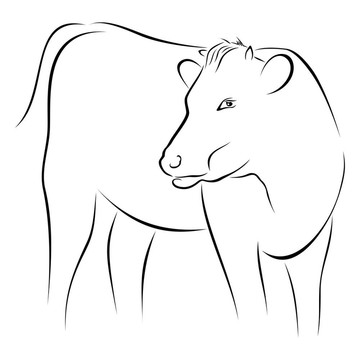 牛素描
