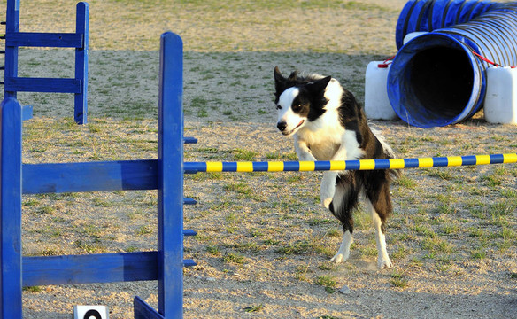 邊境牧羊犬敏捷性測試